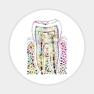 Tooth Structure Magnet